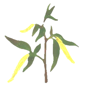 willow.gif (17256 byte)
